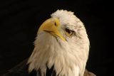  Cliff May - Bald Eagle
