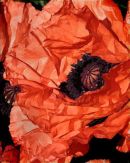 20100604-poppyartistic