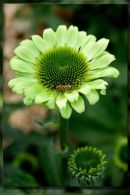 Little Green flower by Philip LeMare