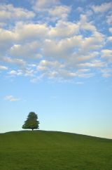  Cliff May - Oak Tree Hill