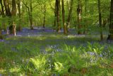  Cliff May - Bluebell Wood