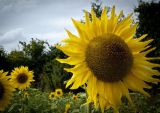 Steve Sykes - Sunflowers