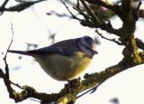 A bird in the bush by Dave Govier