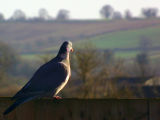 Admiring the view by Dave Govier