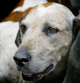 Hound1