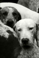 Hound dogs2