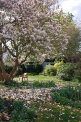 Magnolia