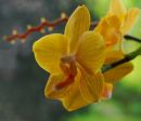 Orchid by Martyn Pearse