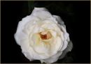 artistic rose