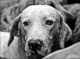 hounddog