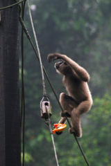 monkey with melon