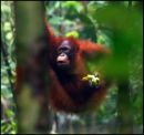 Orangatang  :  by Simon Lutter