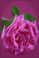 In the pink