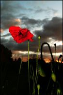 poppy at sunset