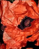 poppy artistic