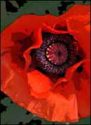 poppyposteredges1