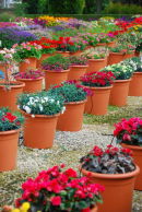 pots by Juliet Ralph