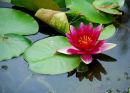 water lily by Juliet Ralph