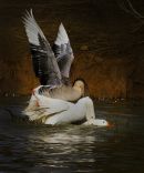waterfoul