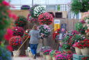 watering by Juliet Ralph
