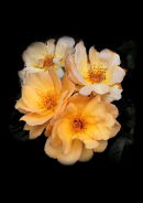 yellow rose