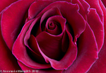 Valentine's Day Photo Gift