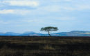 Umbrella Acacia