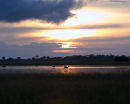 Red Lechwe on the floodplain at sunset