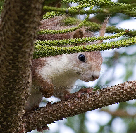 Red Squirrel