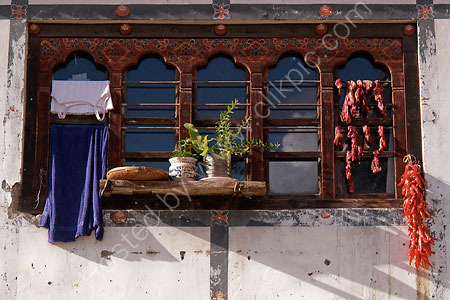 Vest & Chillies