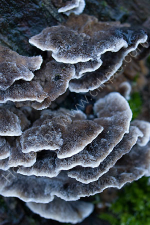 Bracket Fungus