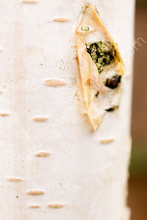 Himalayan Birch