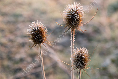 Teasles