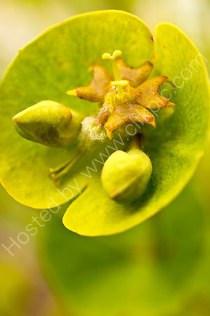 Lambrook Gold