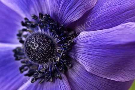 Anemone de Caen