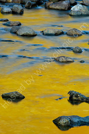 GoldnBlue
