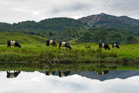 Nine Belted Galloways 