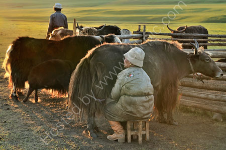 Milking Yaks