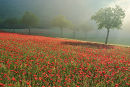 Poppies in the mist