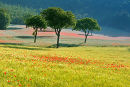 Poppy Field #1