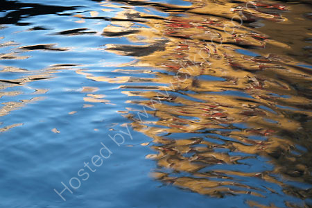 Orseolo Gold