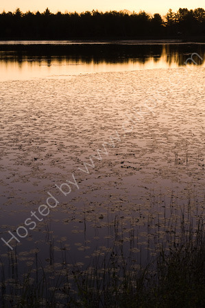 Golden Pond