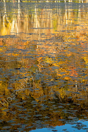 Reflected Birches