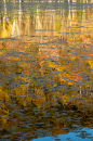 Reflected Birches