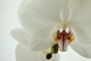 White Orchid