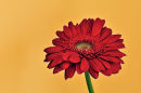 Red Gerbera