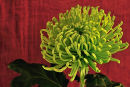 Alice's Shamrock