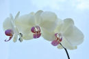 Orchid