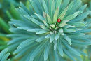 Euphorbia & Ladybird
