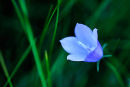 Lone Harebell
